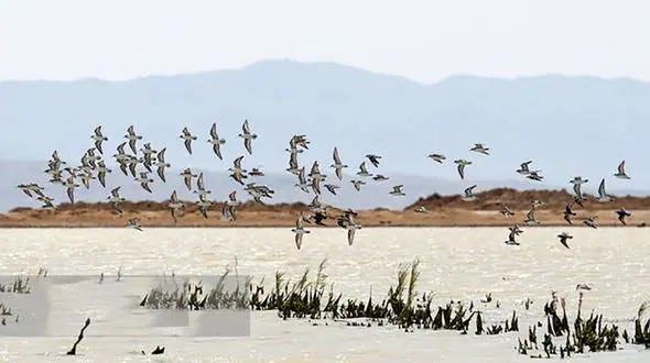 مهاجرت درناهای خاکستری به تالاب صالحیه