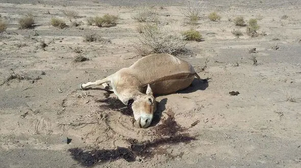 شکار غیرمجاز گور خر ایرانی در توران