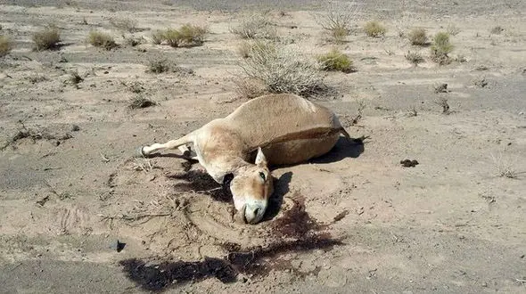 شکار غیرمجاز گور خر ایرانی در توران
