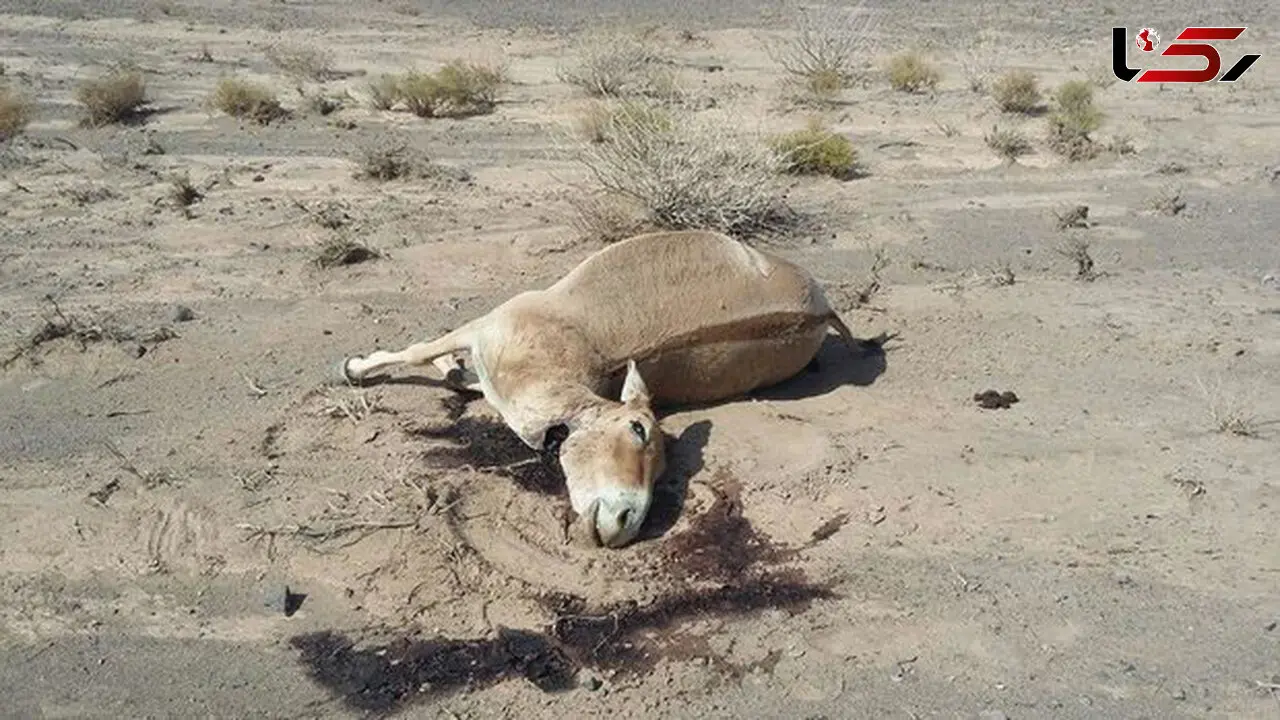 شکار غیرمجاز گور خر ایرانی در توران