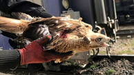 تراژدی تلخ / مرگ یک پرنده شکاری در تصادف با قطار فیروزکوه + عکس