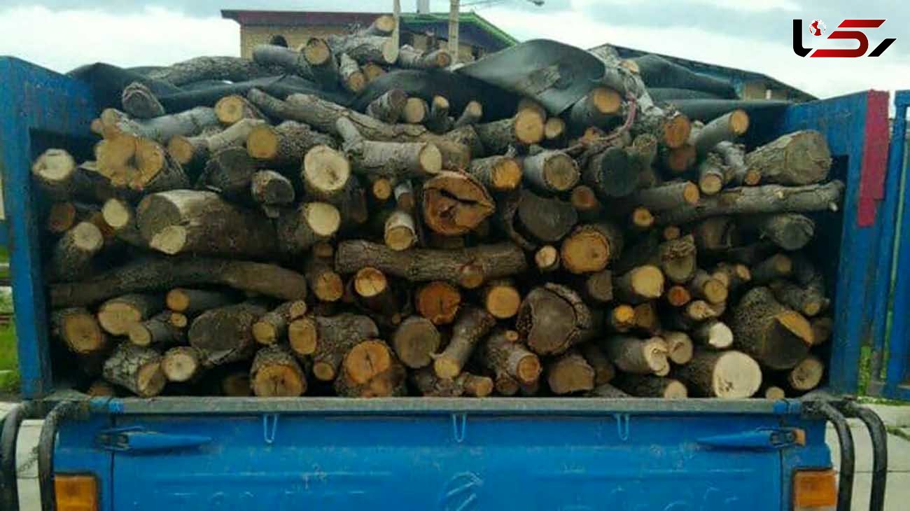 زراعت چوب؛ عامل بازدارنده تخریب جنگل