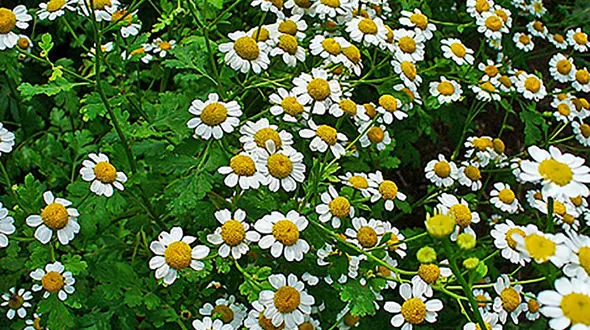 خواص مخلصه؛ از خود گیاه تا دمنوش و عرق مخلصه