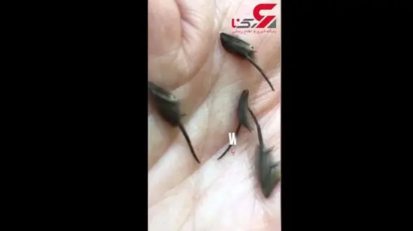 کشف موجودات عجیب و غریب در زیر کابینت های آشپزخانه+فیلم