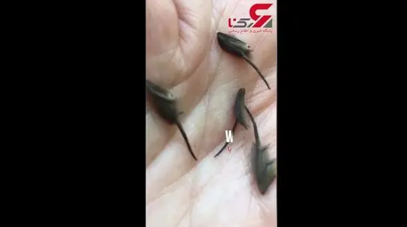 کشف موجودات عجیب و غریب در زیر کابینت های آشپزخانه+فیلم