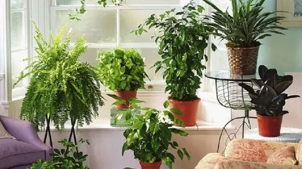 روش های مراقبت از گیاهان در هوای گرم تابستان