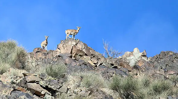 ممنوعیت ورود به پلنگ دره در سیزده به در