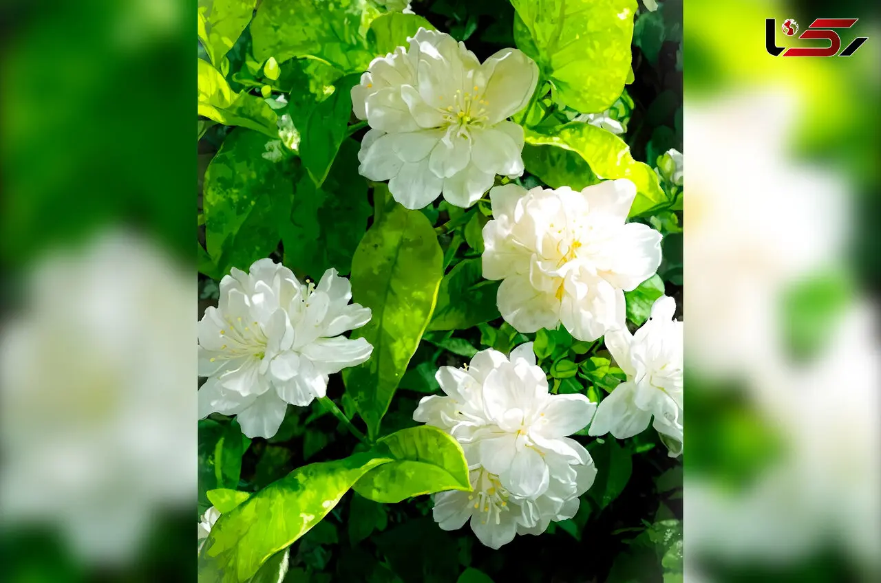 چند جمله زیبا و شاعرانه برای عصرهای بهاری + فیلم
