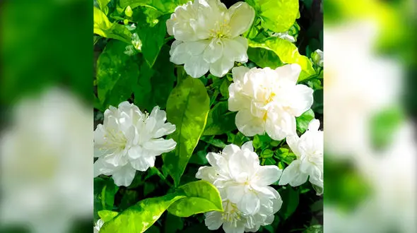 چند جمله زیبا و شاعرانه برای عصرهای بهاری + فیلم