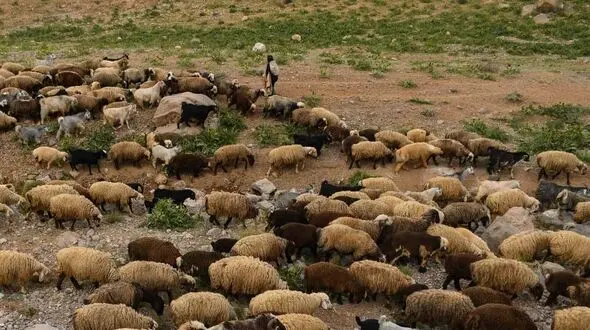 حمله گرگ  به 20 گوسفند در ایذه 