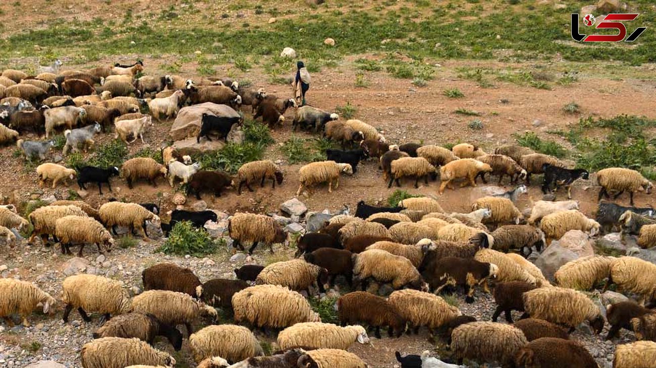 حمله گرگ  به 20 گوسفند در ایذه 