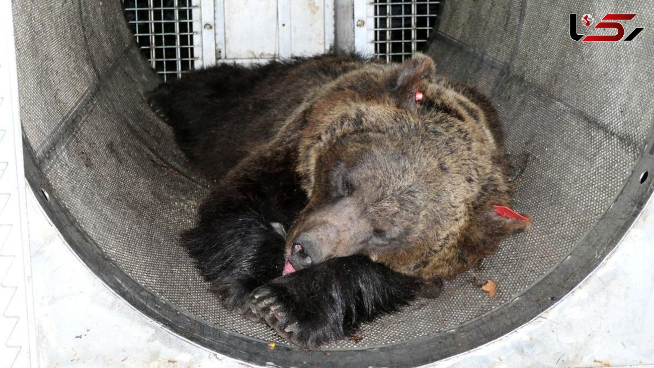 این خرس به اعدام محکوم شد / عجیب ترین حکم آن هم در قلب اروپا + عکس جگرسوز توله هایش