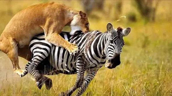 روش هوشمندانه گورخر برای فرار از چنگ شیر گرسنه + فیلم