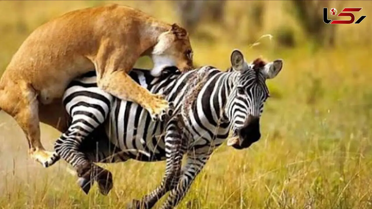 روش هوشمندانه گورخر برای فرار از چنگ شیر گرسنه + فیلم