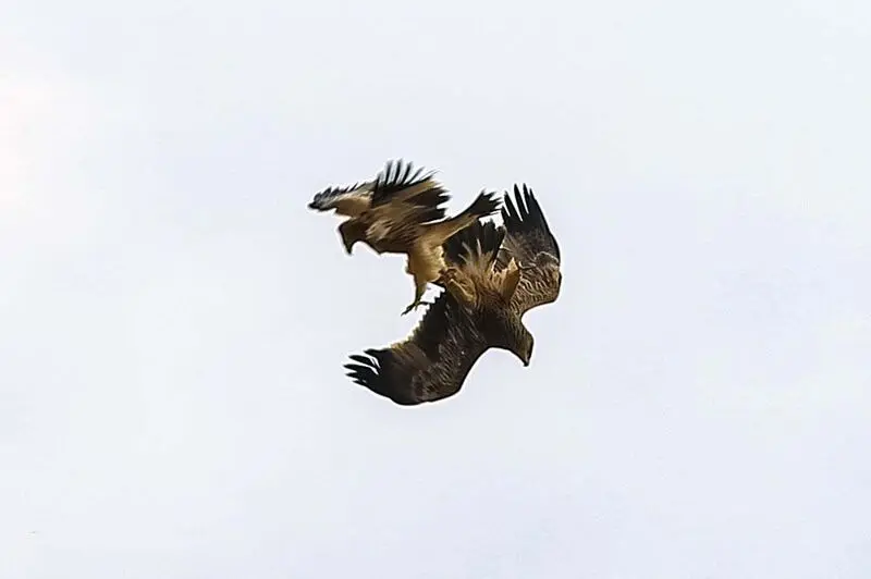 عقاب