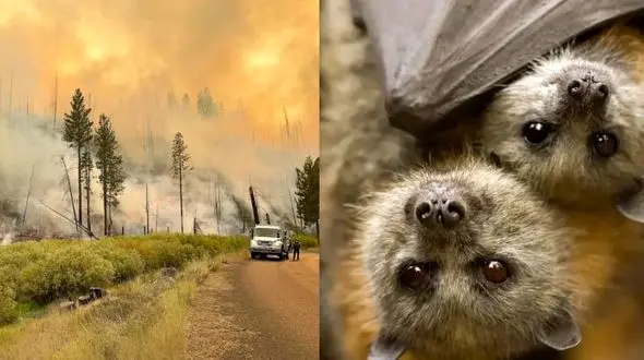 پروفسور ناجی: دنیا خوف انگیز شده/ نباید زمان مواجه علم پزشکی با تغییرات اقلیمی را از دست بدهیم/ فقط وظیفه وزارت بهداشت نیست