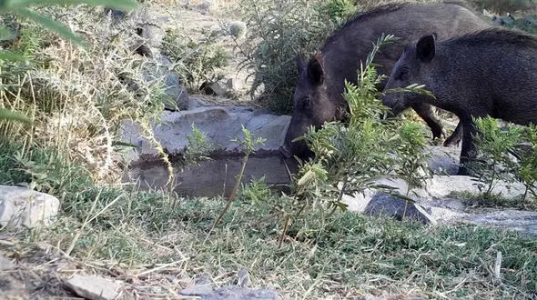 طی یکماه گذشته ۹ گونه جانوری شکار دوربین تله ای پلنگ دره قم