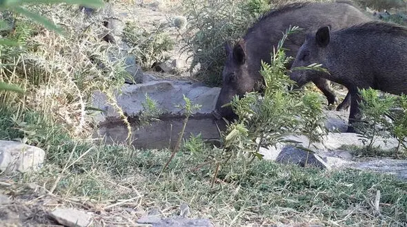 طی یکماه گذشته ۹ گونه جانوری شکار دوربین تله ای پلنگ دره قم