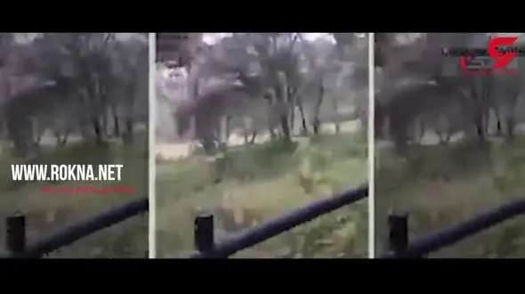 لحظه دلهره‌آور حمله ببر به انسان + فیلم 