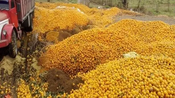 پرتقال دور ریز حدود 20 هزار باغدار بابلی خریداری و امحاء شد