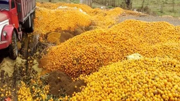 پرتقال دور ریز حدود 20 هزار باغدار بابلی خریداری و امحاء شد