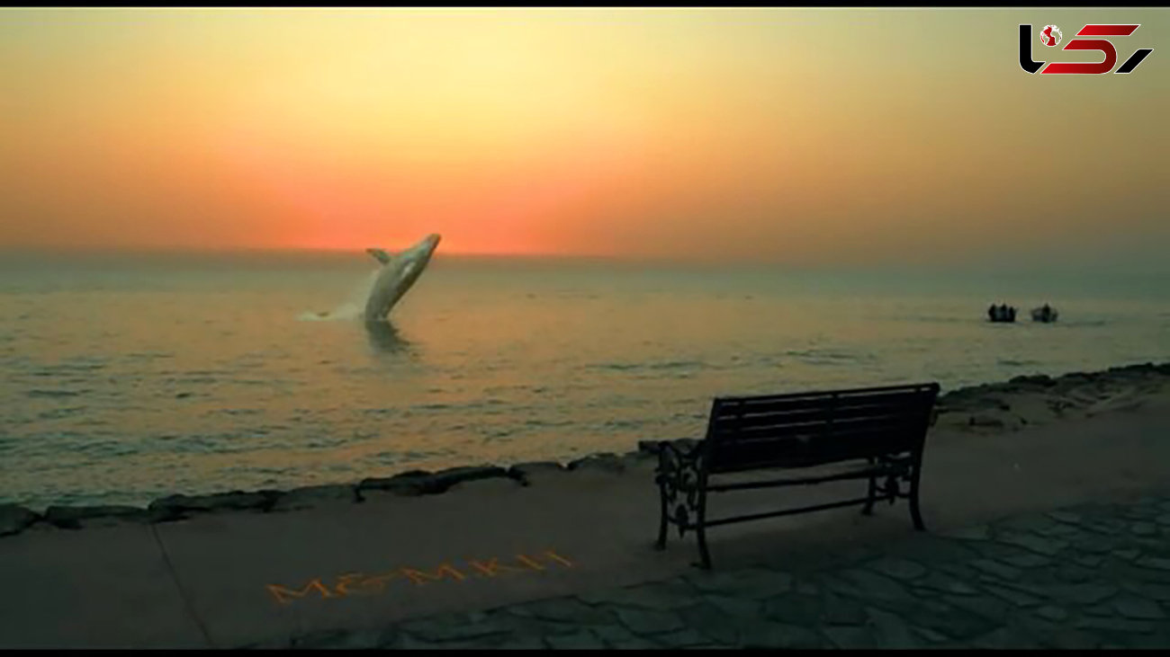 پشت پرده نهنگی که به ساحل بوشهر پرید + فیلم