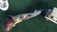 17 عکس از خودکشی دومین نهنگ در خلیج فارس / جزیره کیش در شوک 