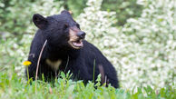 حمله خرس سیاه به یک مرد در بندرعباس