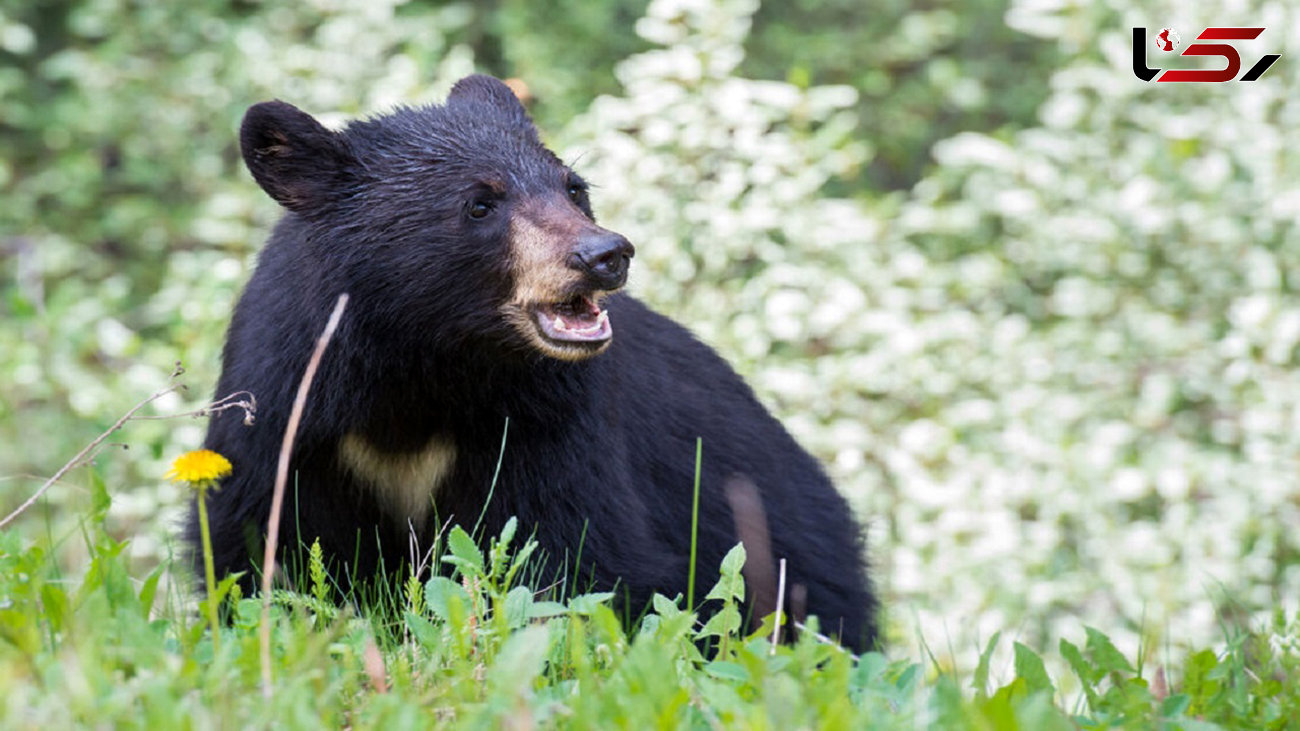 ببینید / غذا خوردن خرس سیاه در کنار گردشگران ترسیده