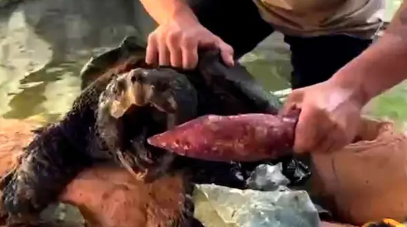 فیلم قدرت و سرعت باورنکردنی لاک پشت در گاز گرفتن