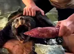 فیلم قدرت و سرعت باورنکردنی لاک پشت در گاز گرفتن