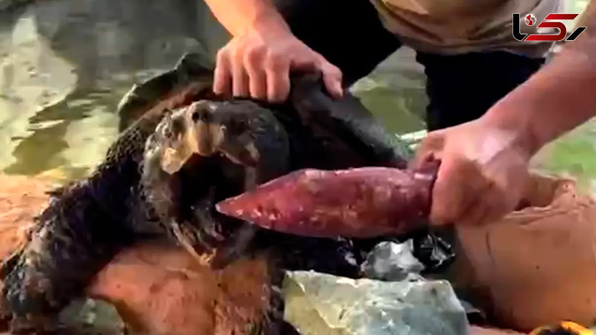 فیلم قدرت و سرعت باورنکردنی لاک پشت در گاز گرفتن