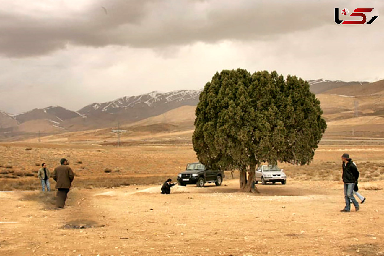 ثبت تک درخت به نام عباس کیارستمی