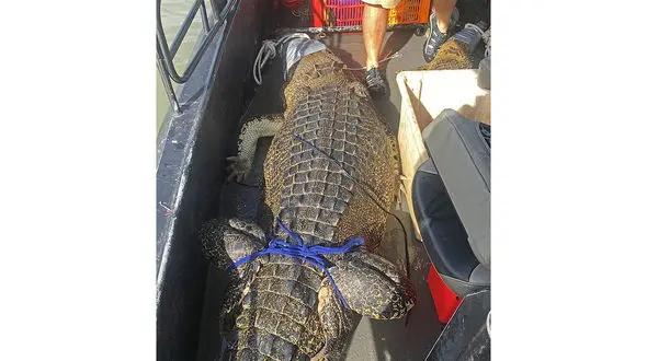 نجات 114 کروکودیل توسط کارکنان حیات وحش داروین