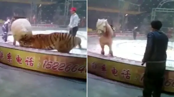 حمله شیر و ببر به اسبی در سیرک + فیلم عجیب
