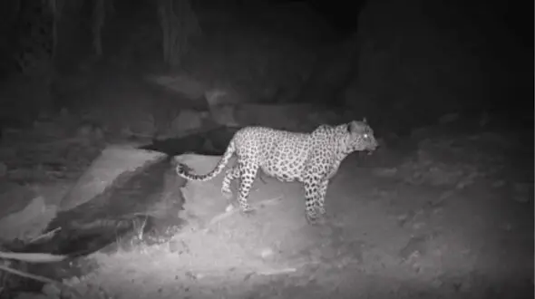 فیلم/ دو پلنگ در منطقه حفاظت‌شده هرمود دیده شدند