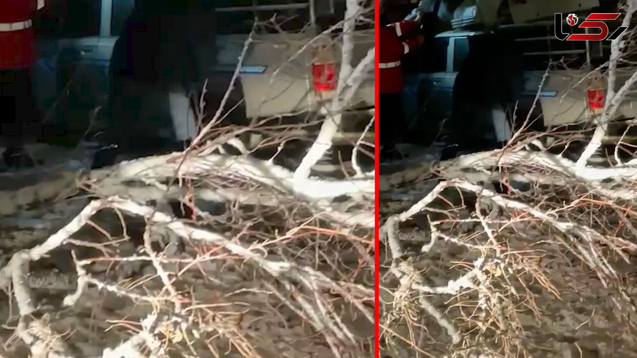 سقوط ناگهانی درخت ۱۵ متری بر روی یک خودرو در تبریز + فیلم