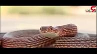 وحشت از مار سمی در خانه مرد اراکی + فیلم  مارگیری