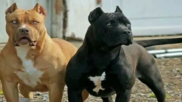 فیلم فرار پلیس از دست سگ‌های عصبانی  