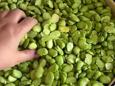 ترفندهای فریز کردن باقالی / فیلم