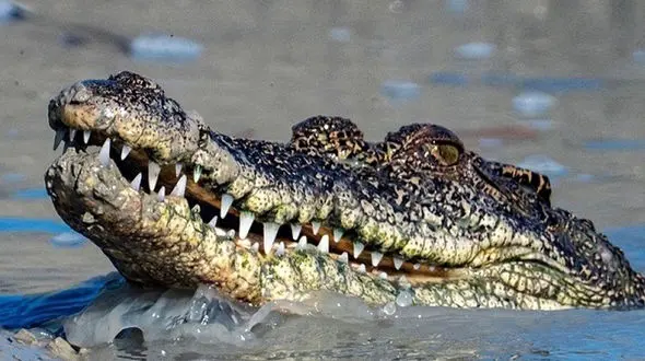 از زیبایی های آفریقا تا شنای دسته جمعی تمساح ها