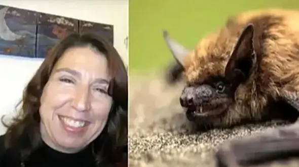 گاز یک خفاش معلمی را کشت