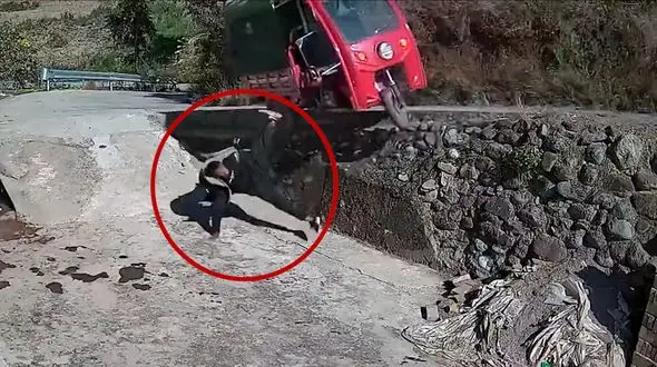 ببینید / اتفاق عجیب برای مرد نابلد حین دنده عقب با سه چرخ