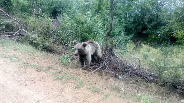 حمله خونین خرس وحشی به چادر عشایر در اصفهان
