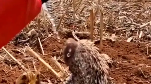 فیلم آب دادن به جوجه تیغی تشنه در بیابان / دنیا را تکان داد