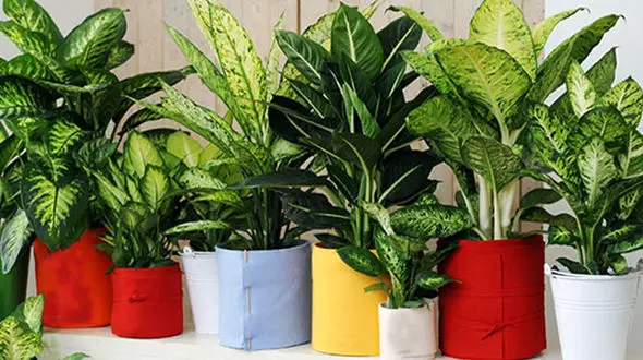 با این گل تنفسی سالم خواهید داشت/اگر در شهر شلوغ زندگی می کنید!