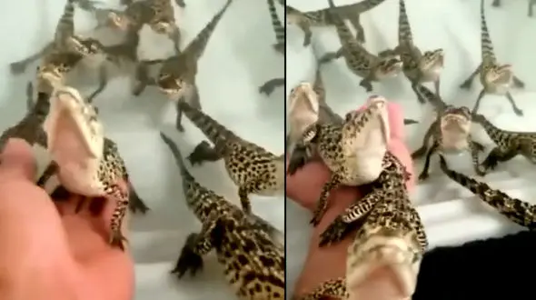 ببینید /  صدای عجیب بچه کروکودیل ها + فیلم