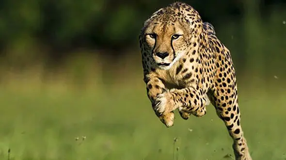 حمله خونین یوزپلنگ در بجنورد / همه شهر ترسیدند