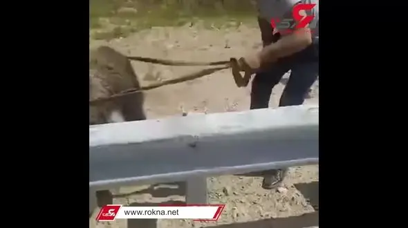 فیلم دردناک از گیر کردن سر خرس قهوه ای در سطل / همه از ترس فرار کردند