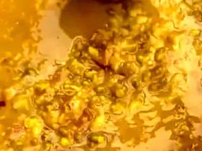 خواص طلایی و طرز تهیه شله ماش برای کبد / فیلم